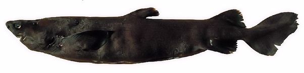 Scymnodon ringens_02.jpg